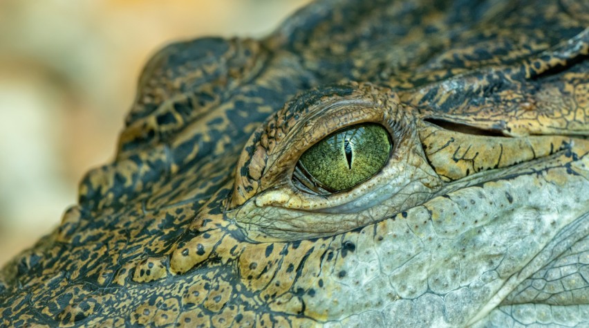 Foto (c) Pixabay Krokodil