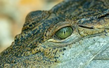 Krokodil