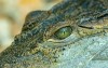 Krokodil